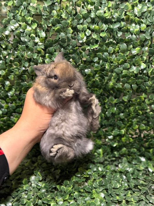 Қуён болалари.    .