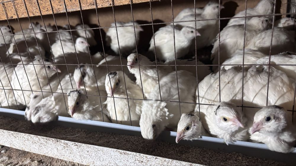 Белый гегант бөдене сатылады.