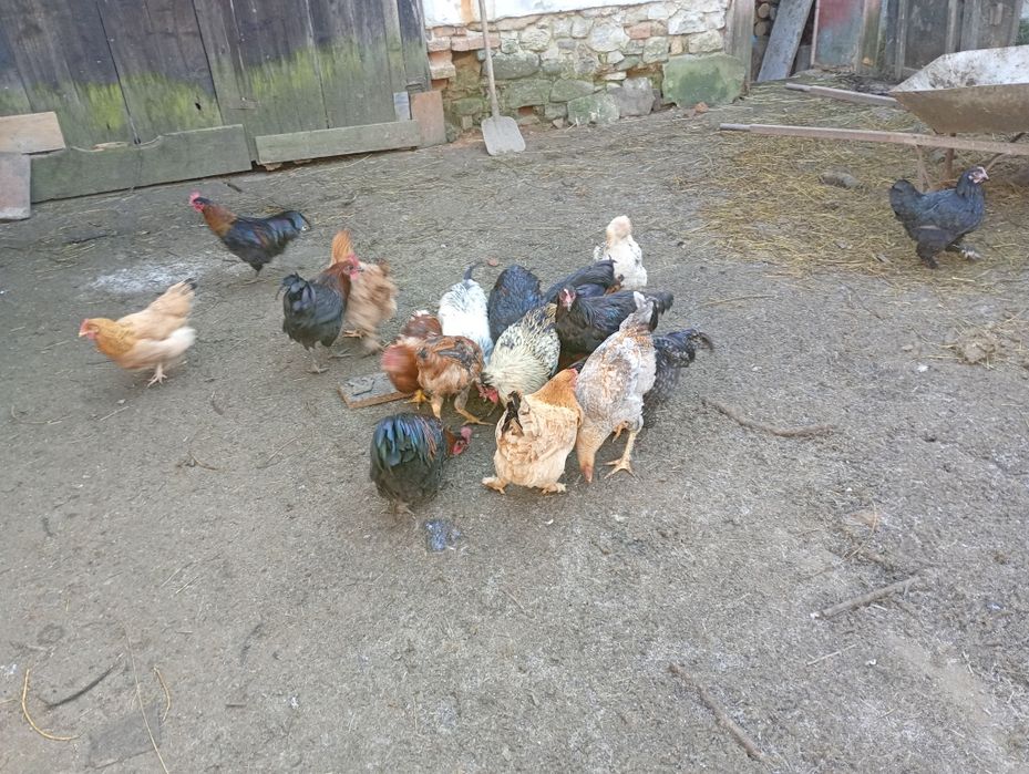 Vând cocosi pentru tăiat