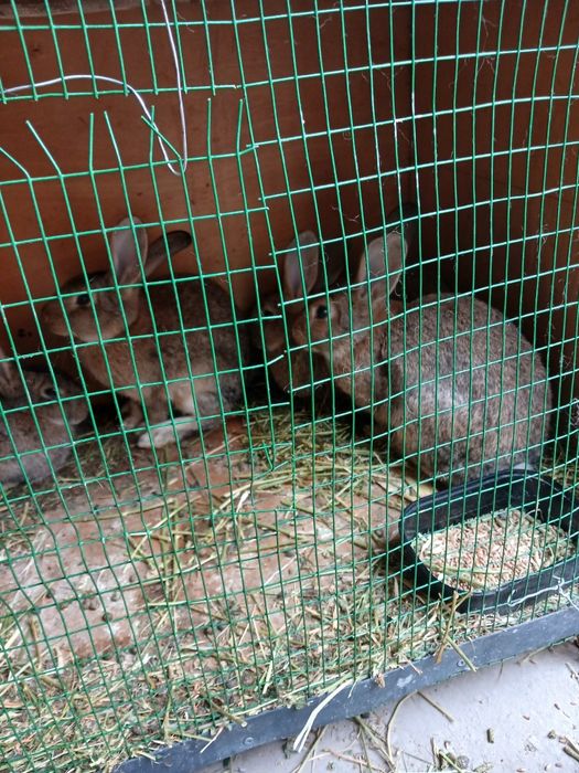 Nar soglom quyonlar sotiladi 4-4,5 oylik