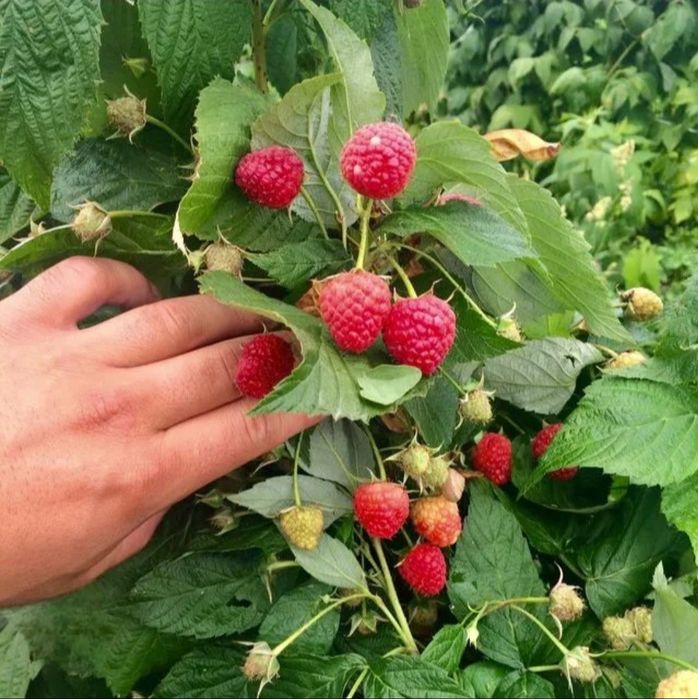 Butasi Zmeura Polana/Polka