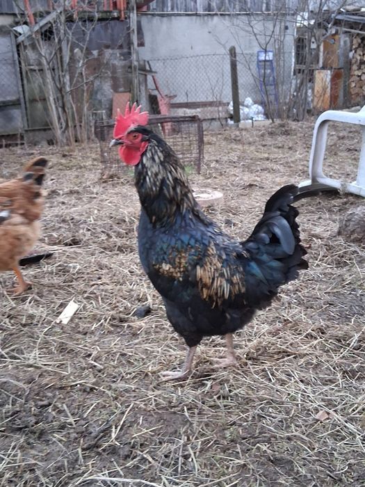 Продавам петли на 8-9 месеца