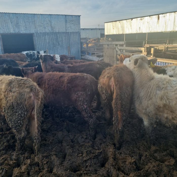 В продаже телки.