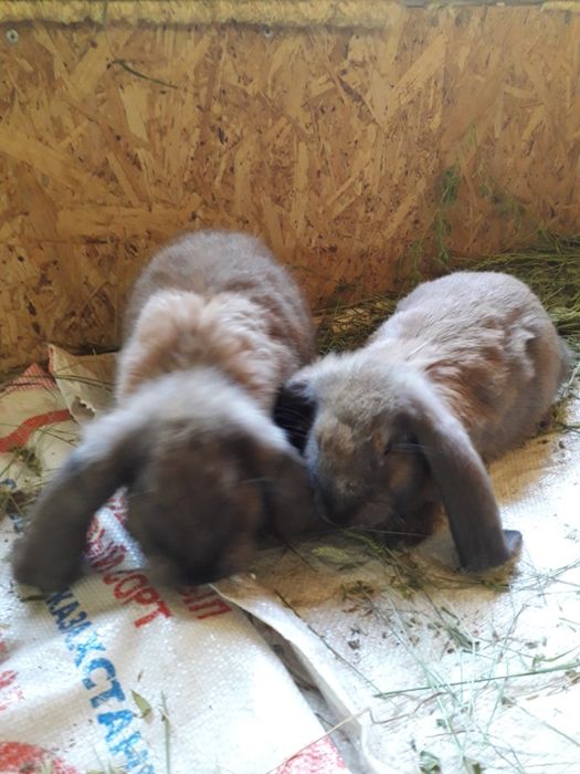 кролики французкий баран