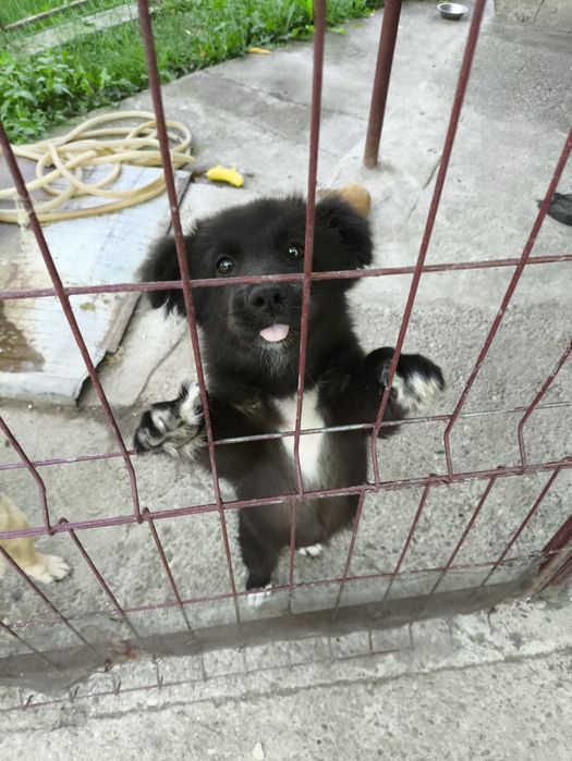 Ofer spre adopție câine metis(fetiță)
