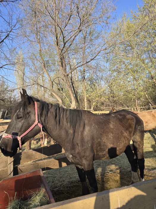 Сауынды бие сатылады