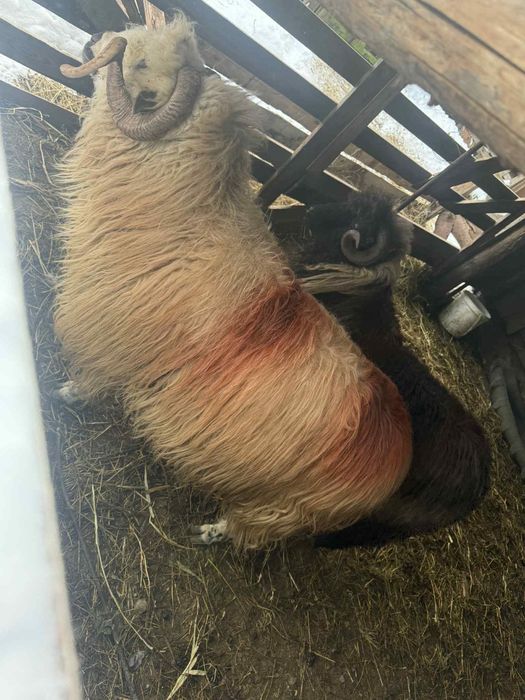 Vând 2 berbeci se vând doar împreună