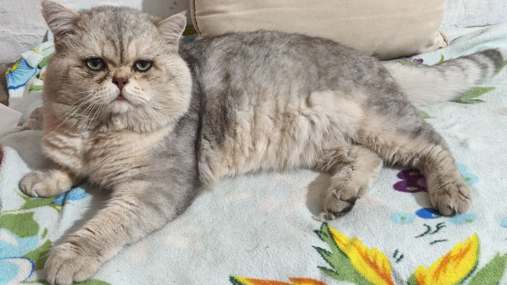 Вязка шотландский кот