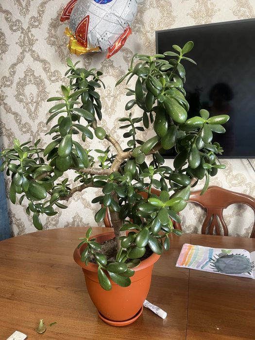 Денежное дерево (крассула)