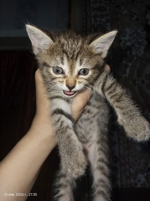 Отдам котят в добрые руки