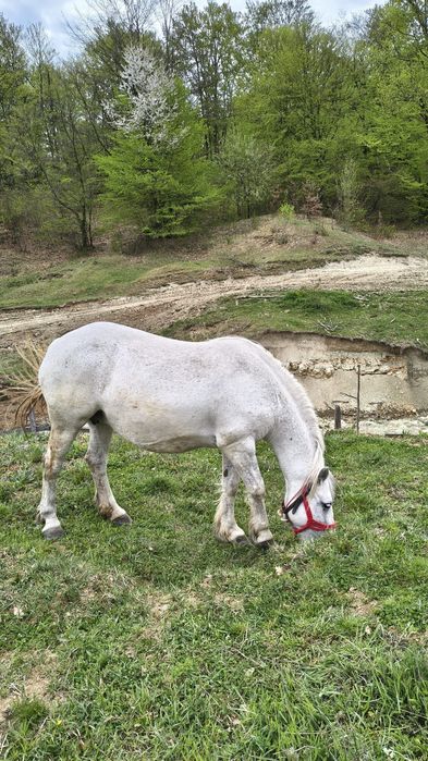 vând o iapă și un cal