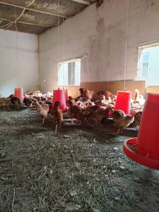 Куры ломан браун