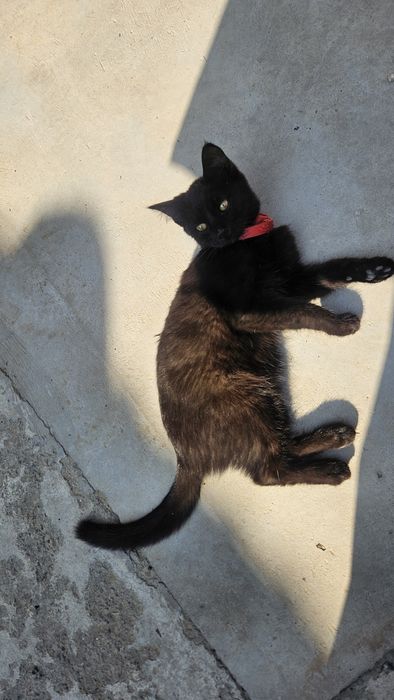 Продам котят. Срочно!