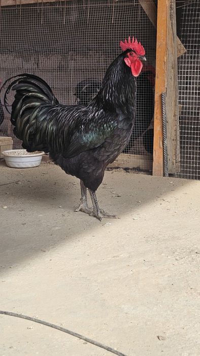 Qora shahzoda xoʻroz sotkladi