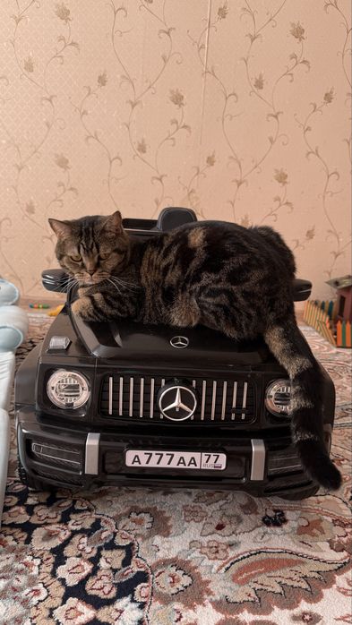 Срочно! Отдам в добрые руки