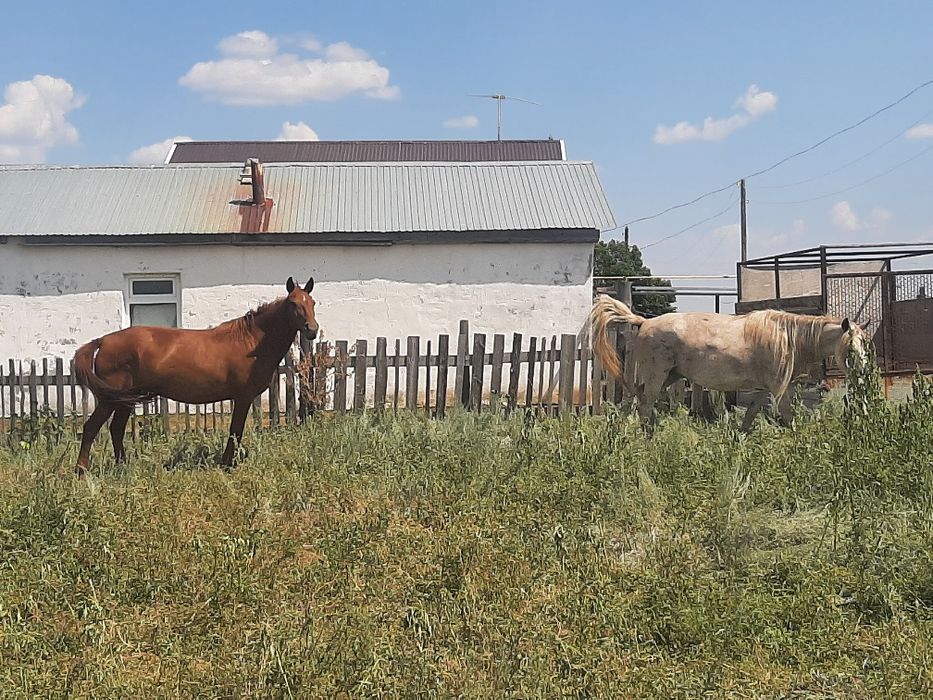 Лошадь, жылқы продам