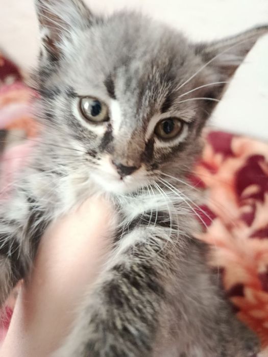 Мушукчалар сотиляпти,1,5 ойли.