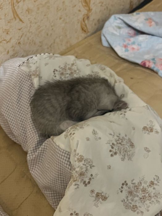 Отдам в добрые руки