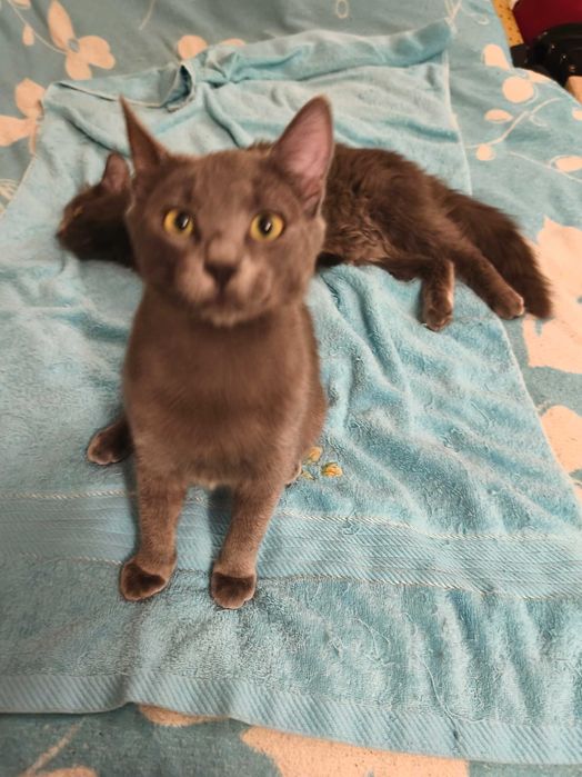 Продавам британски късокосмести долгокосмести котенца