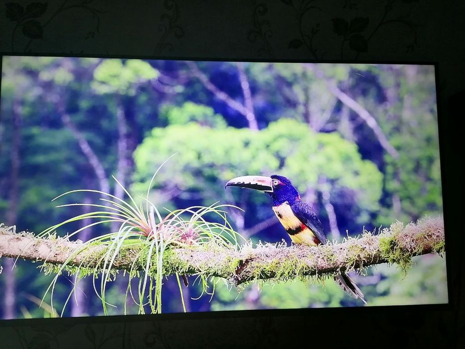 Телевизор Haier 55