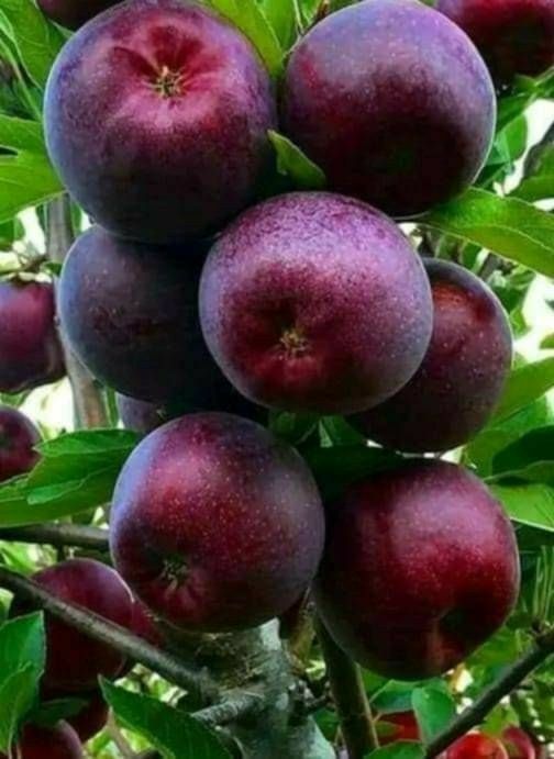 Pomi Fructiferi Columnari (Soiuri De Mar )