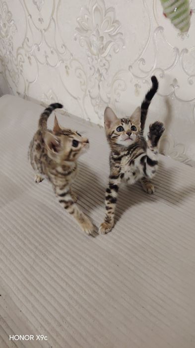 Bengal bolalari qiz o'g'il