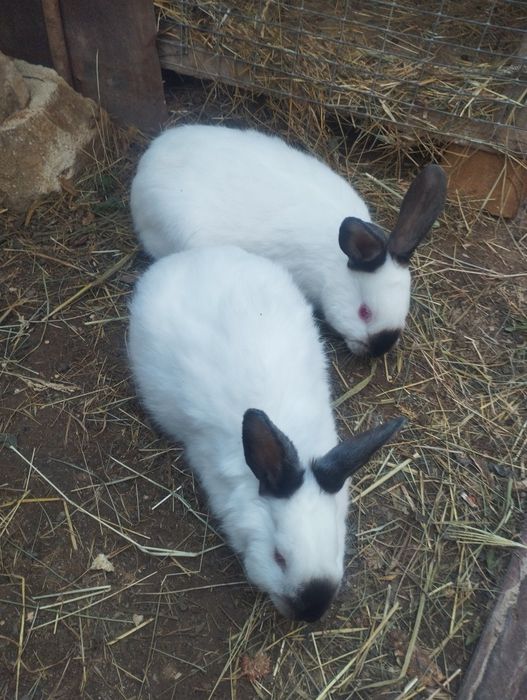Quyonlar sotiladi 5 ta bolasi 4 oylik  bógan onasi 2marta tuqqan