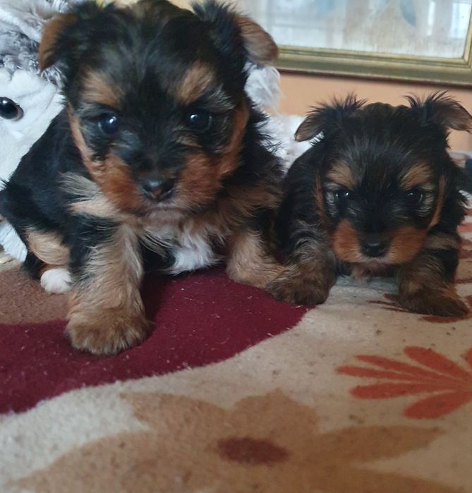 Малки мини йоркита