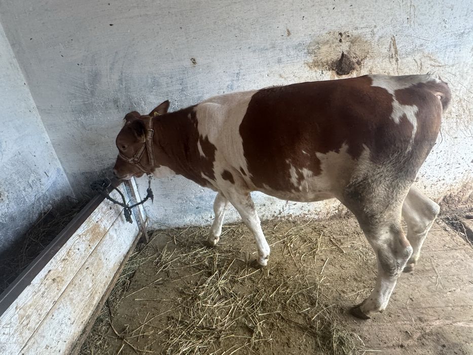 Vand vitica de 5 luni balțată
