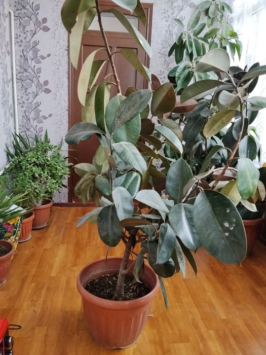 Gul sotiladi dekarativni