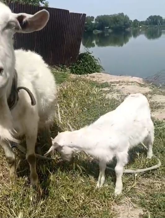 Козлята молочный пароды