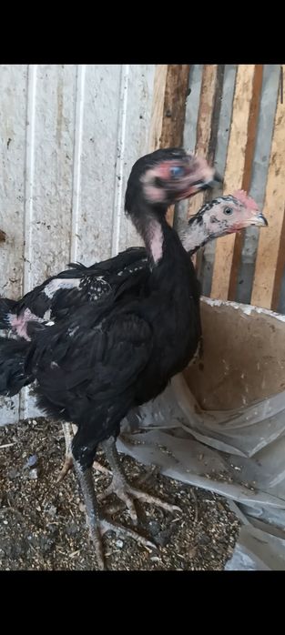 Шалпанг жужалар сотилади.