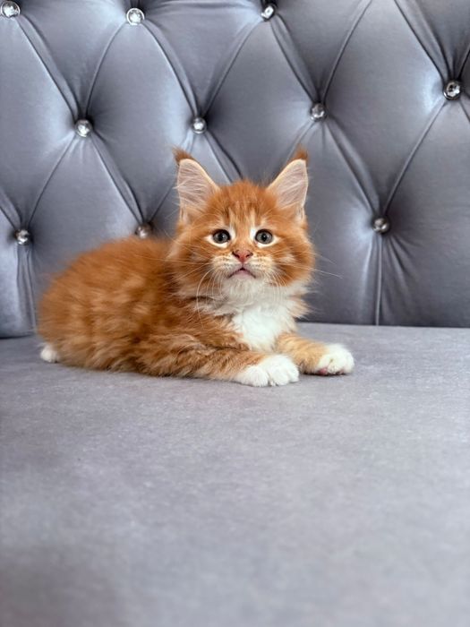 Baietel maine coon