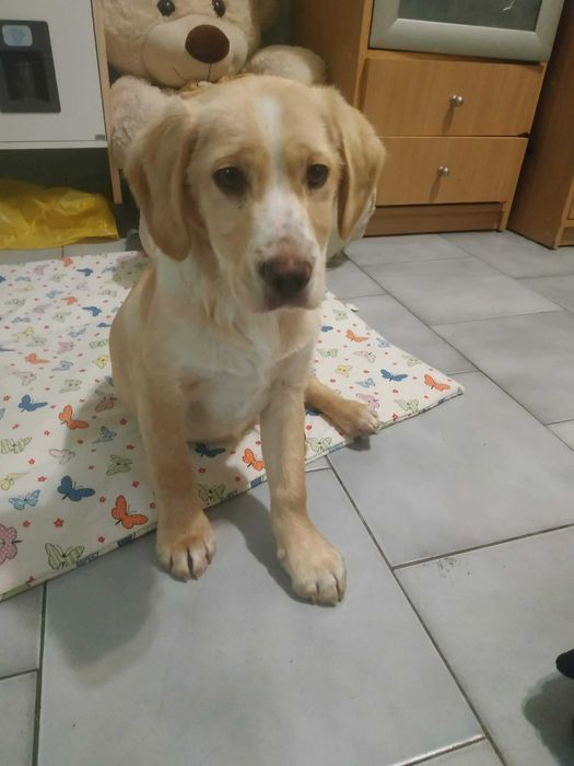 Продавам лабрадор ретривър