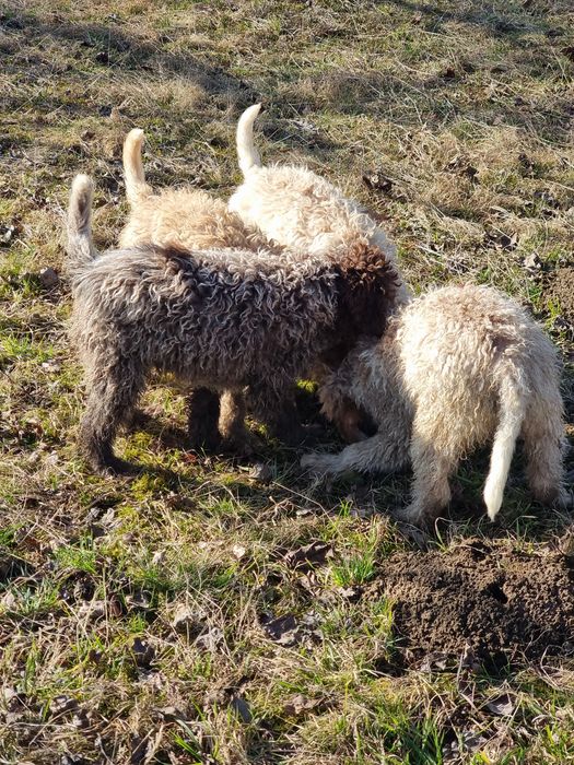 Lagotto caută stăpâni