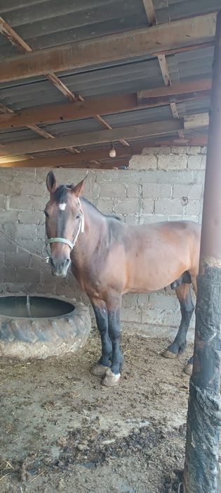 Жылкы, құнан, қошқар, өгізше сатылады