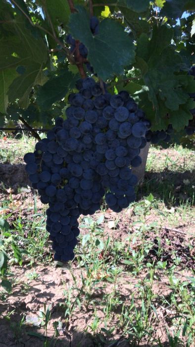Struguri Merlot de vanzare