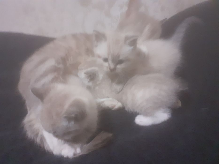 Продам шотландских котят.
