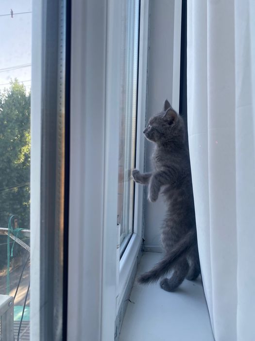 Котенок в добрые руки