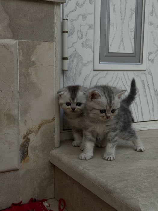 Британский шиншила