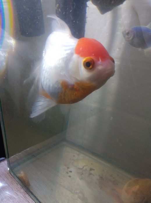 Золотая рыбка на удачу