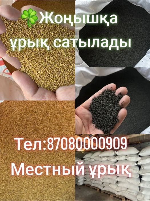Семена люцерна. Жонышка урык. Жонышқа тұқым.