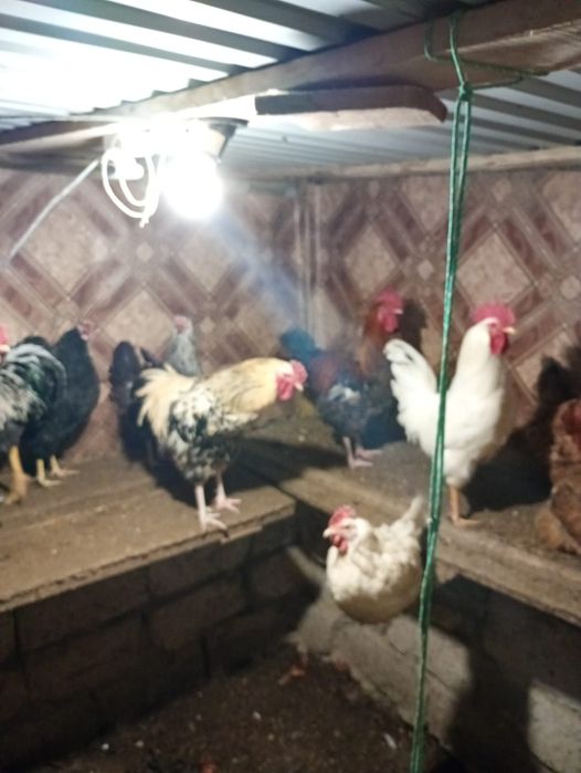 Атеш сатылады.          .