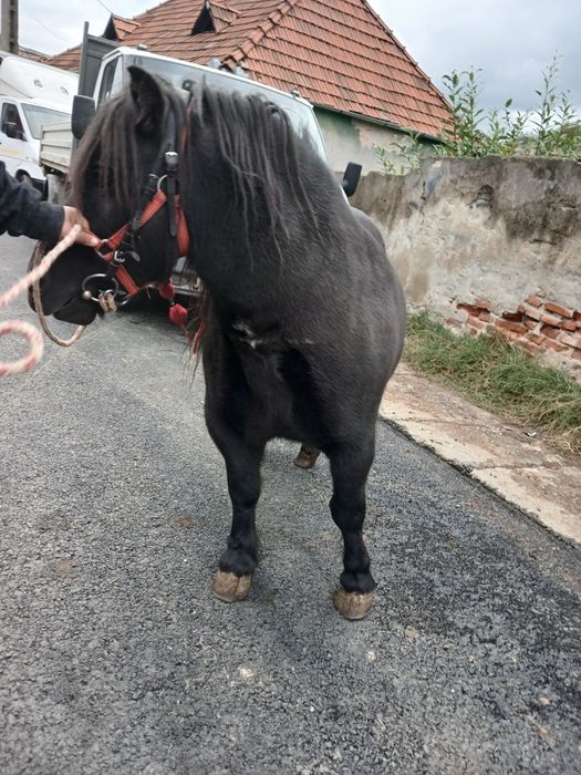 De vânzare poneiță de 6/7 ani