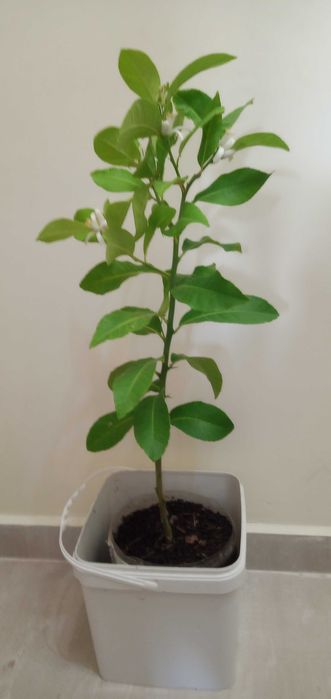 лимони-лимонови дръвчета