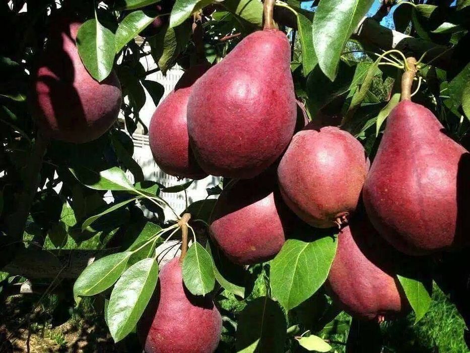 Саженцы из дома продаются