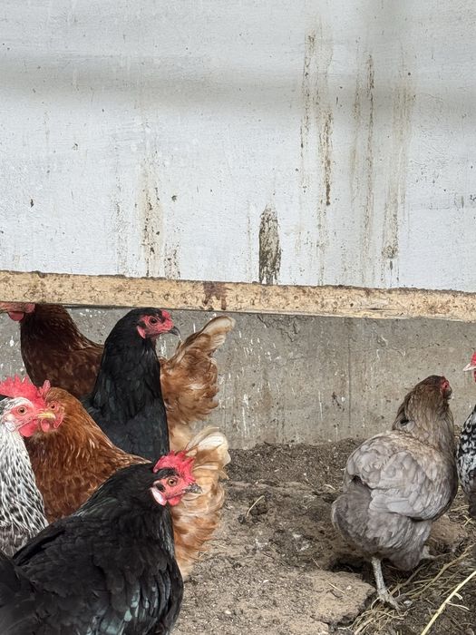 Продаётся Куры и индоутки несутся 5000