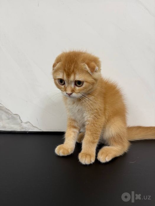 Срочно! ищем новый дом для котика