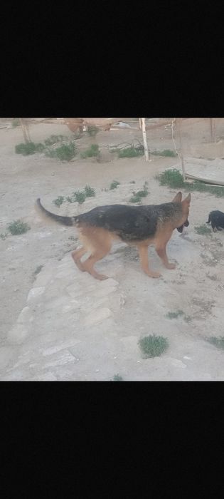 Немицки кыз кушик