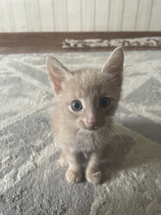 Котенок отдам бесплатно